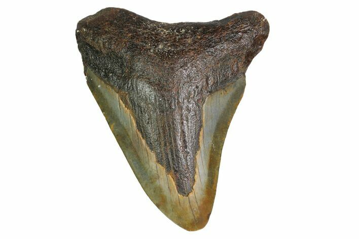 Bargain, Megalodon Tooth - North Carolina #152916